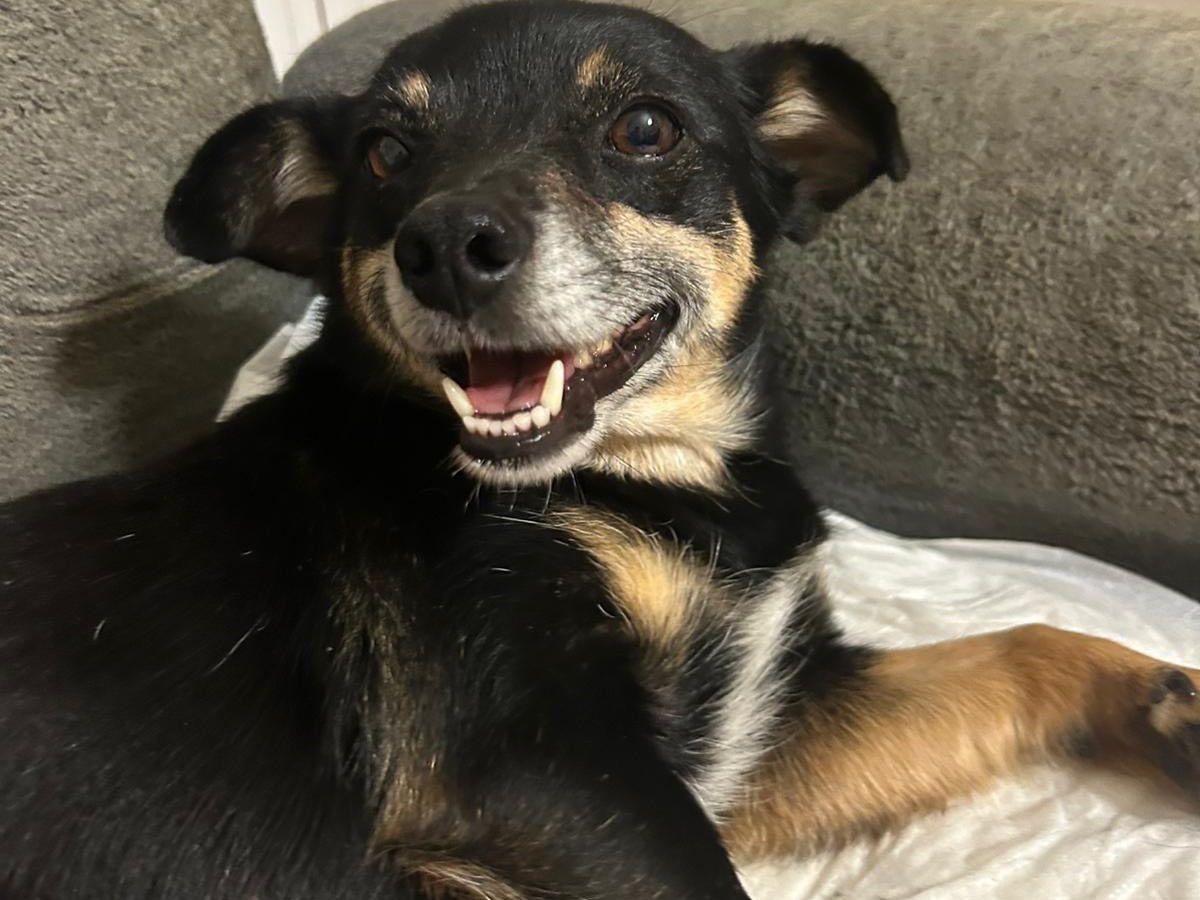 Adozione cane, femmina, Razza sconosciuta Razza sconosciuta, 4 anni e 1 mese, taglia piccola, Catanzaro