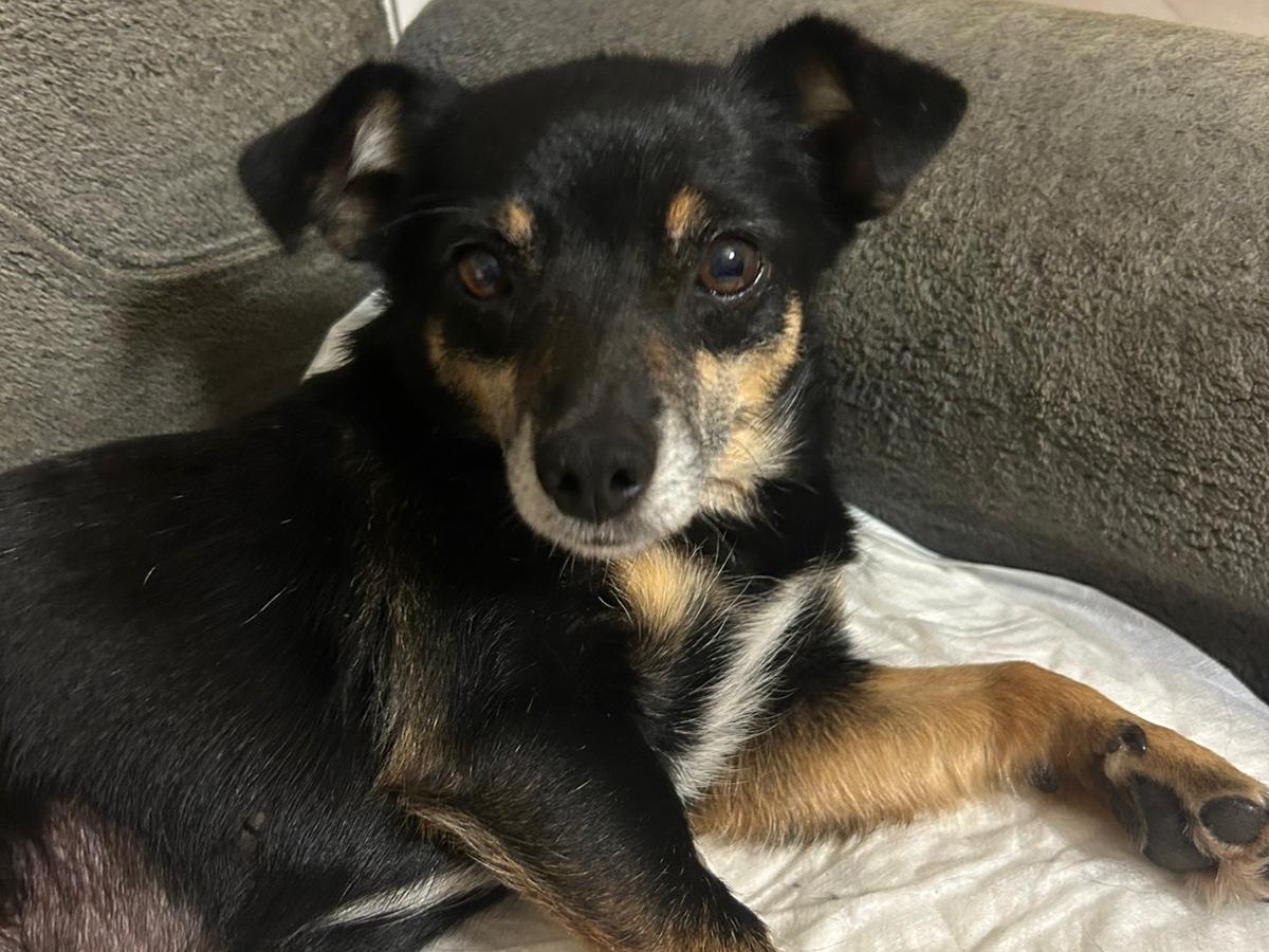 Adotta un cane, taglia piccola, femmina, Catanzaro