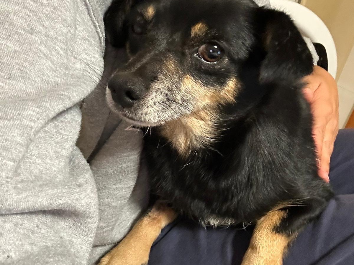 Vuoi adottare un cane a Catanzaro?