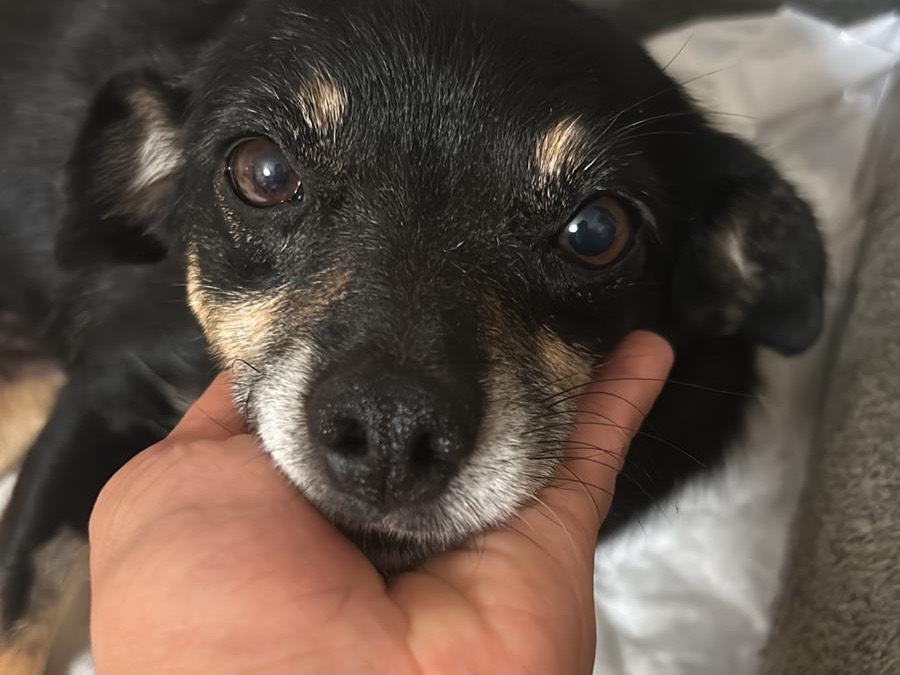 Adotta il cane Fortuna a Catanzaro