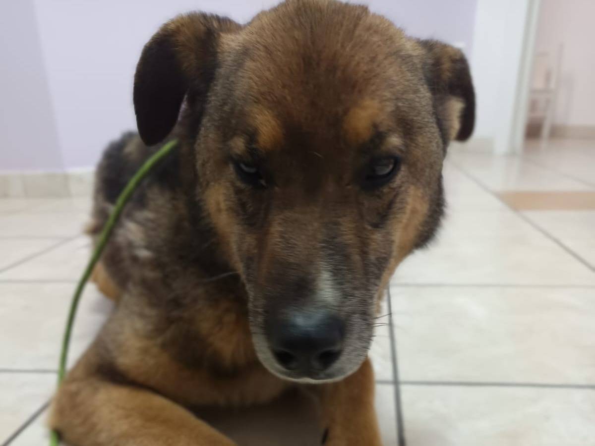 Adotta un cane, maschio, 4 anni e 10 mesi, Reggio