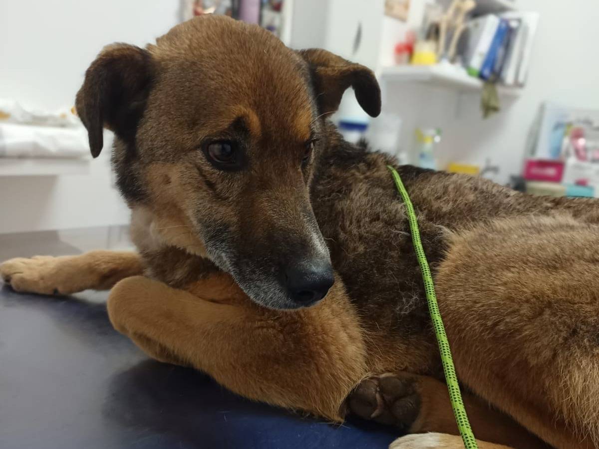 Adotta il cane Pils a Reggio
