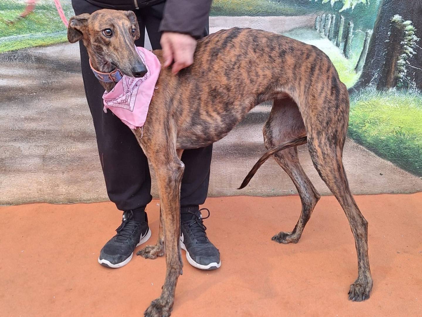 Adotta un cane, femmina, 1 anno e 2 mesi, Rovigo