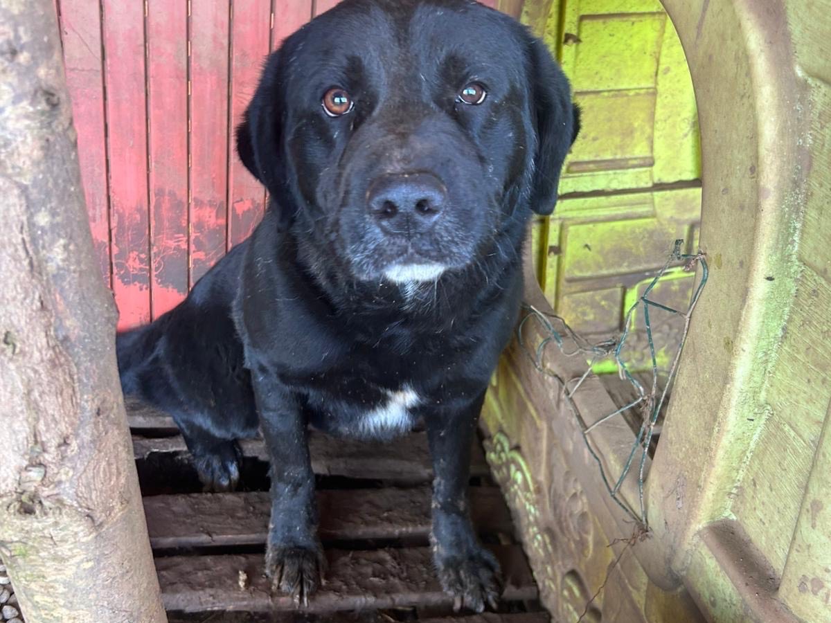 Adozione cane, maschio, Razza sconosciuta Razza sconosciuta, 4 anni e 1 mese, taglia grande, Catanzaro