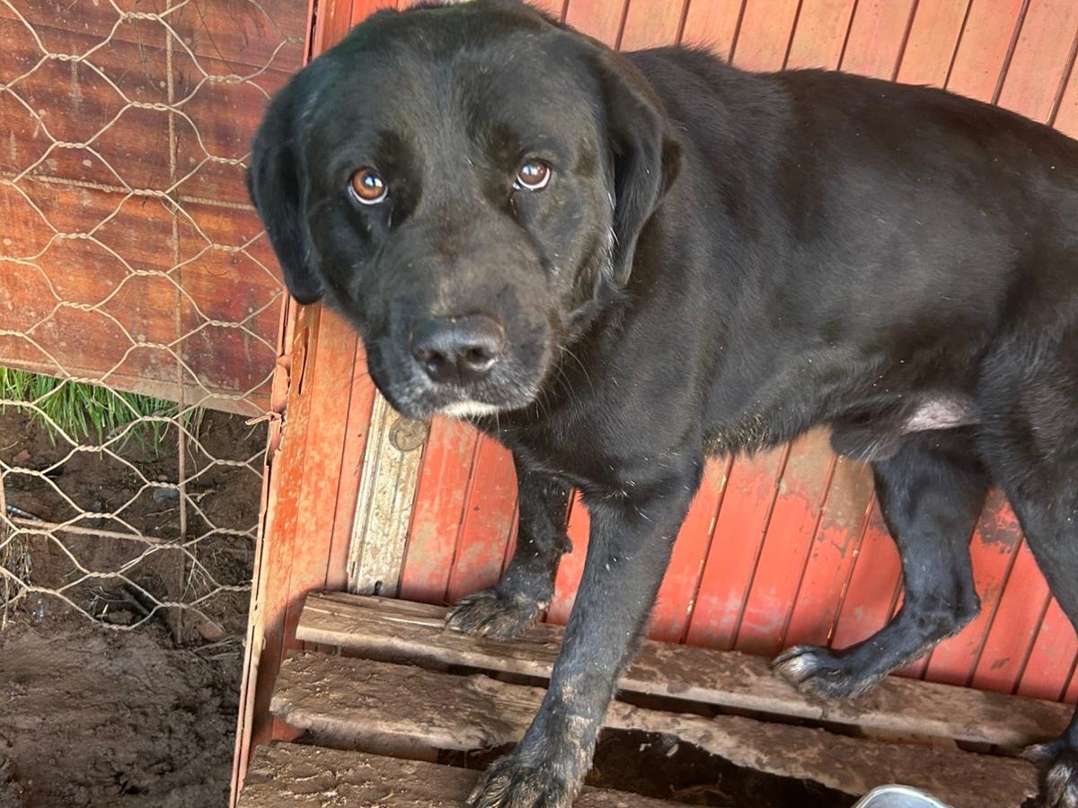 Adotta un cane, maschio, 4 anni e 1 mese, Catanzaro