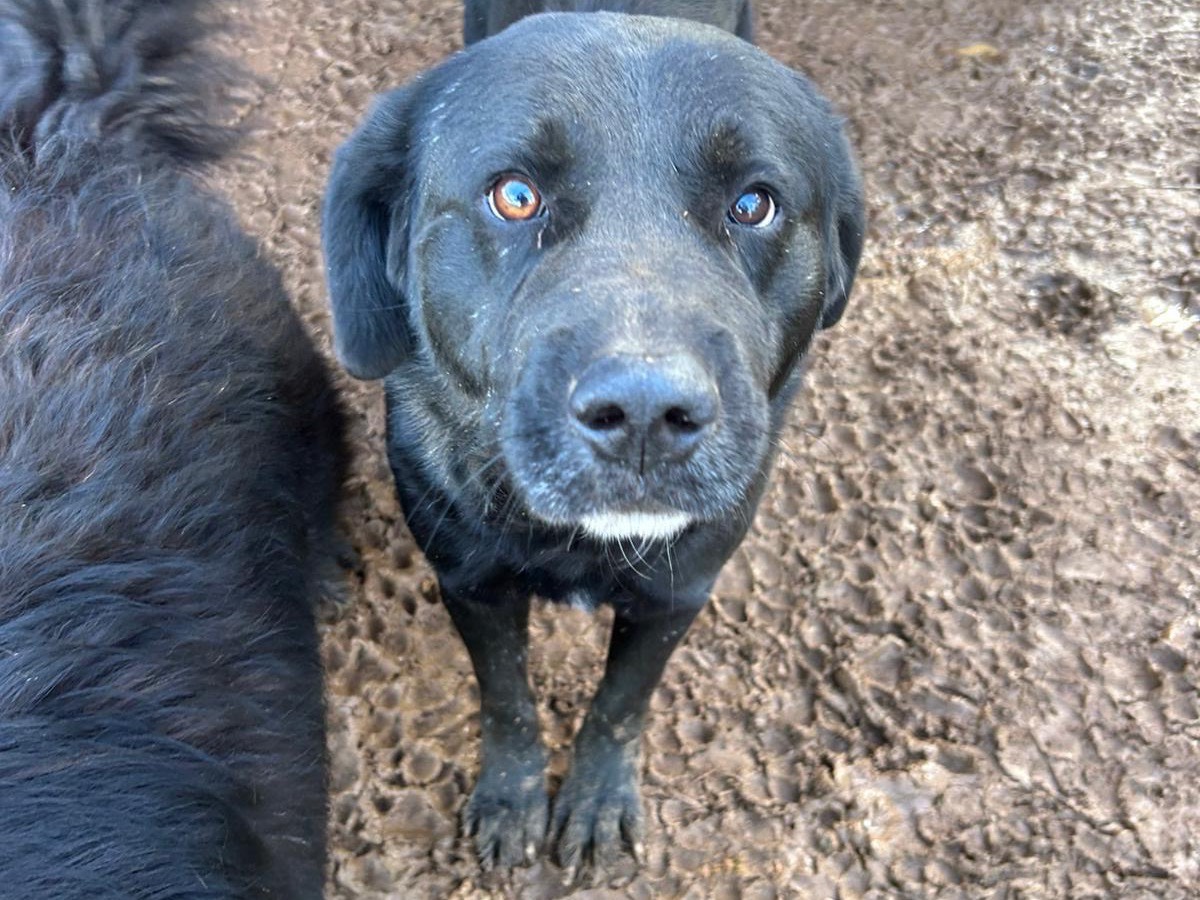 Adotta un cane, taglia grande, maschio, Catanzaro