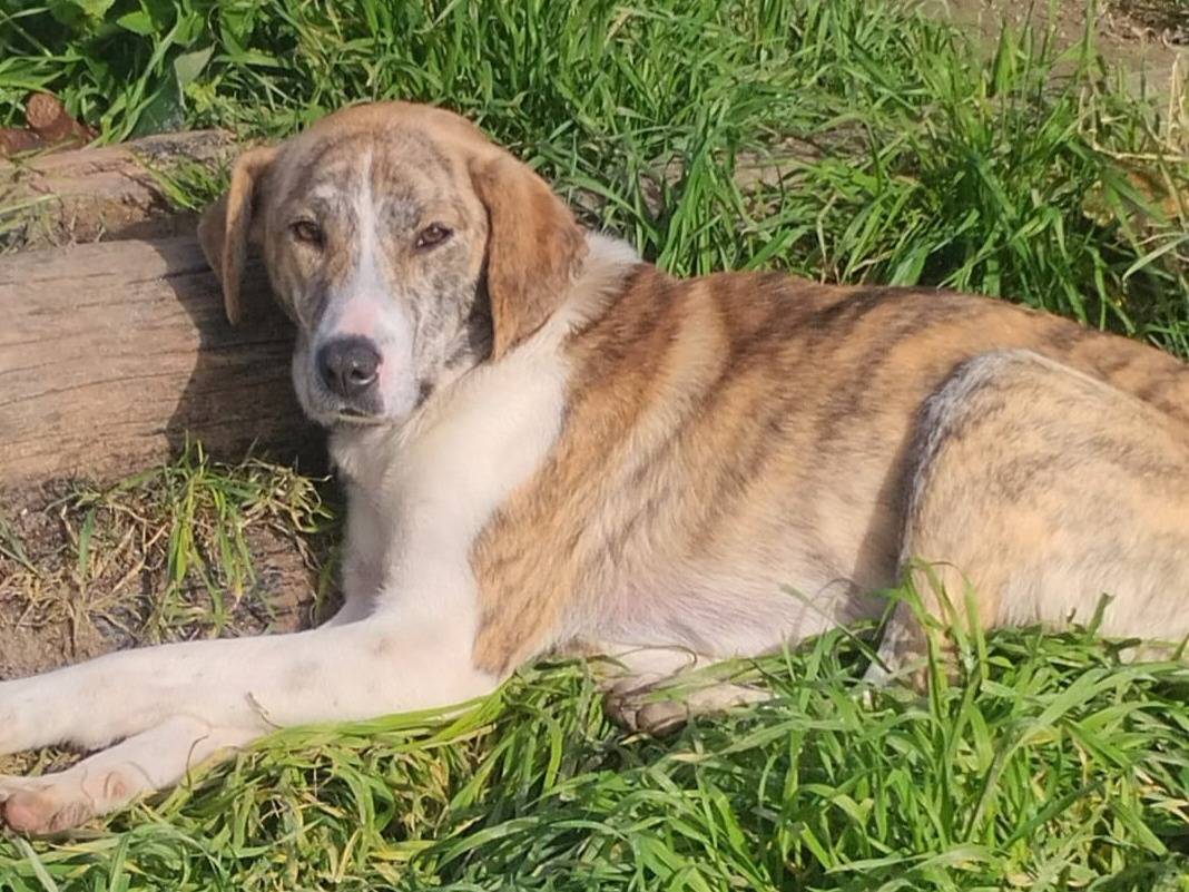 Adozione cane, femmina, Razza sconosciuta Razza sconosciuta, 1 anno, taglia media, Varese