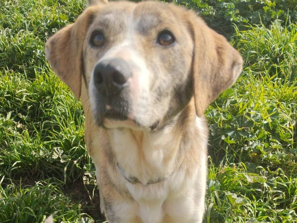 Adotta un cane, taglia media, femmina, Varese