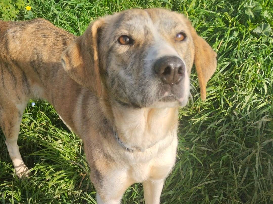 Vuoi adottare un cane a Varese?