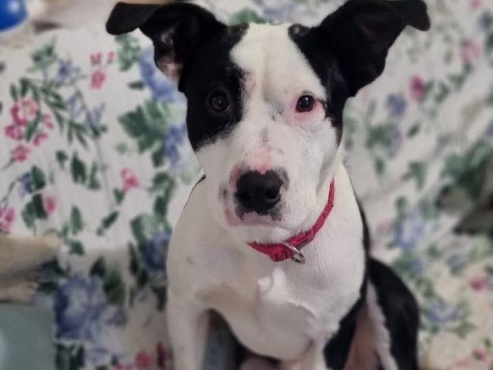 Adozione cane, maschio, Amstaff Razza sconosciuta, 1 anno, taglia media, Varese