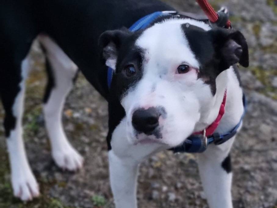 Adotta un cane, maschio, 1 anno, Varese