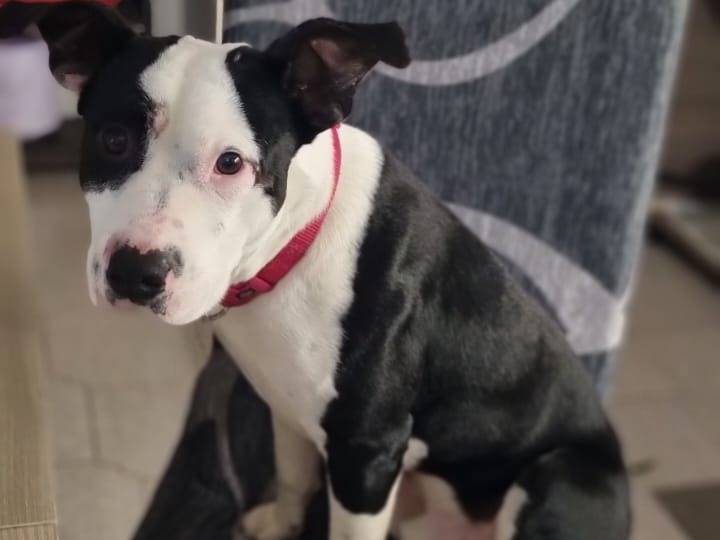 Adotta un cane, taglia media, maschio, Varese