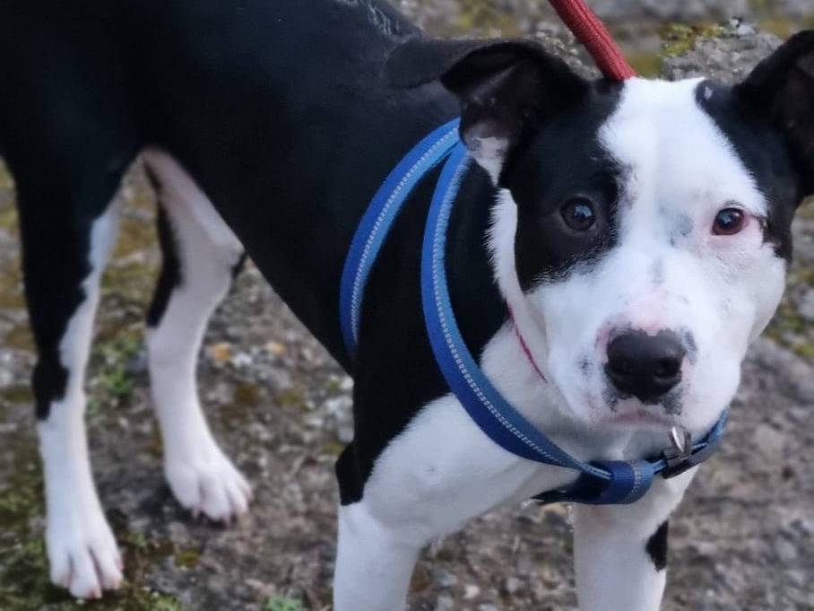 Adotta il cane JACK DOLCISSIMO MIX AMSTAFF  a Varese