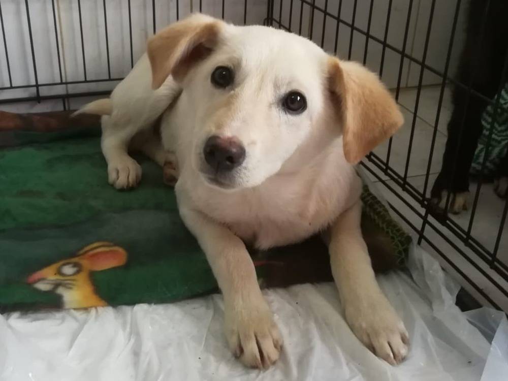 Adozione cane, maschio, Razza sconosciuta Razza sconosciuta, 5 mesi, taglia media, Varese