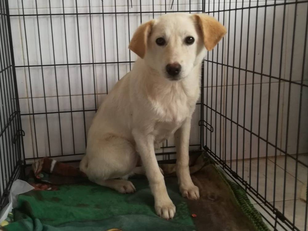 Adotta un cane, maschio, 5 mesi, Varese