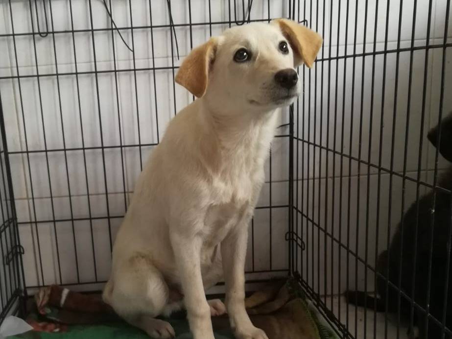 Adotta un cane, taglia media, maschio, Varese