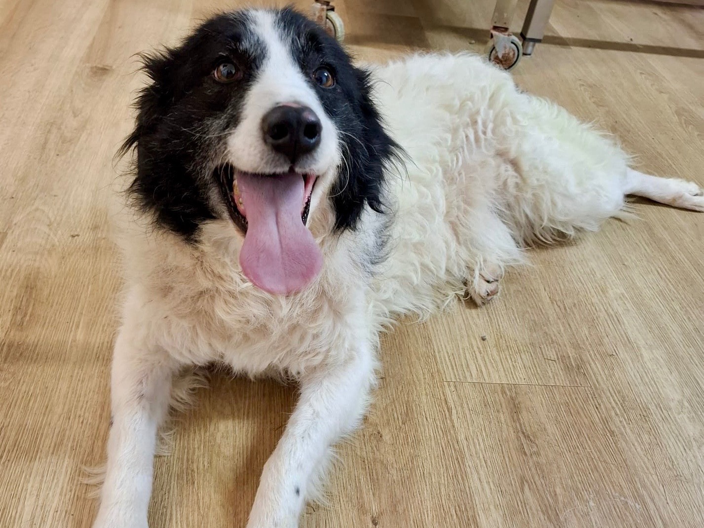 Vuoi adottare un cane a Savona?