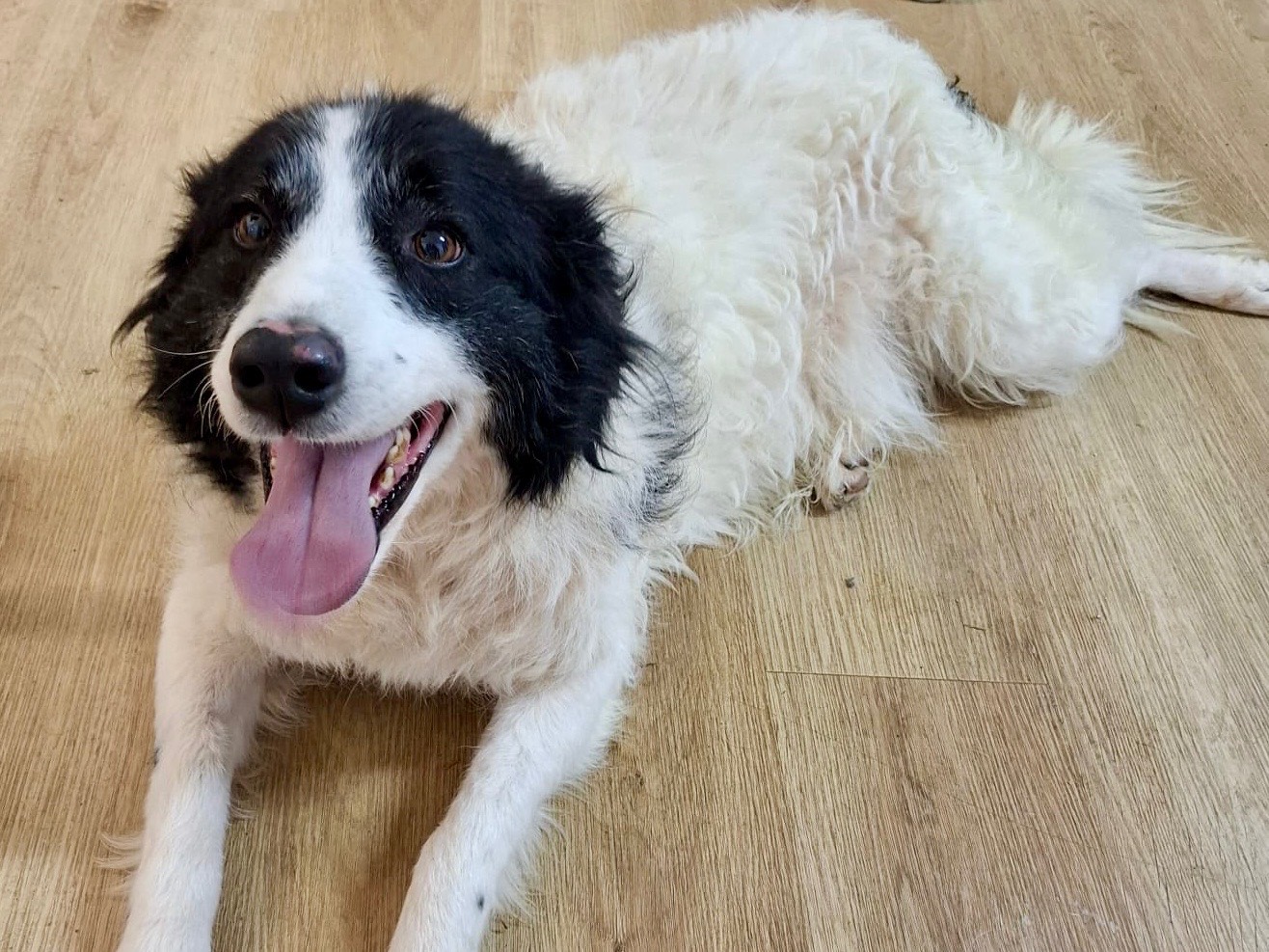 Adotta il cane Fortuna a Savona