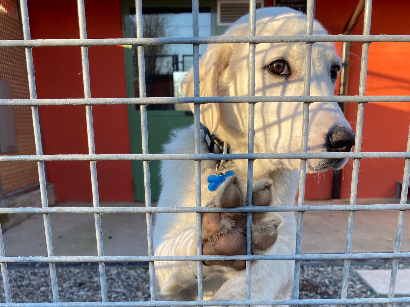 Adotta un cane, maschio, 4 mesi, Milano