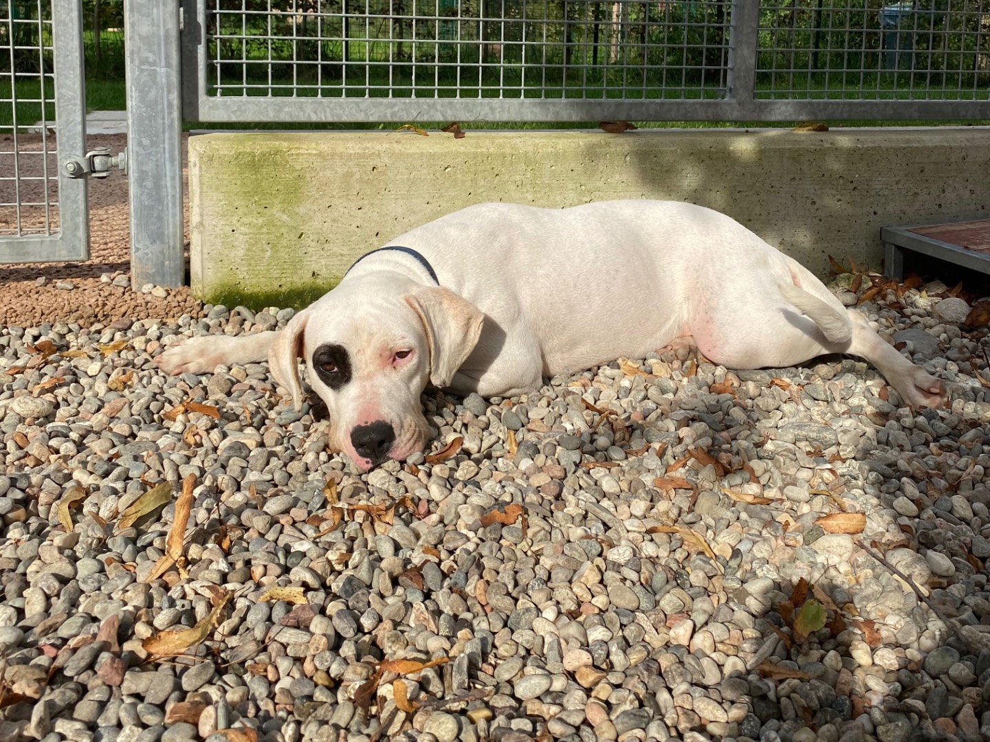 Adotta un cane, taglia grande, femmina, Milano