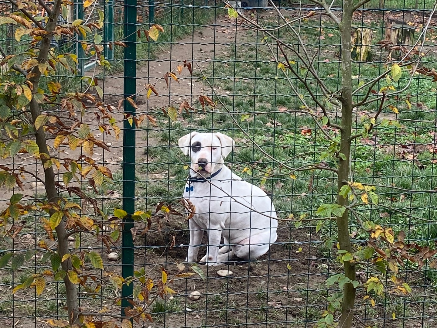 Vuoi adottare un cane a Milano?