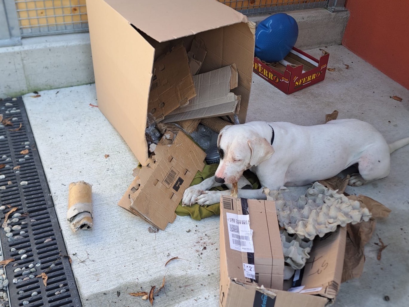 Adotta il cane Bella a Milano