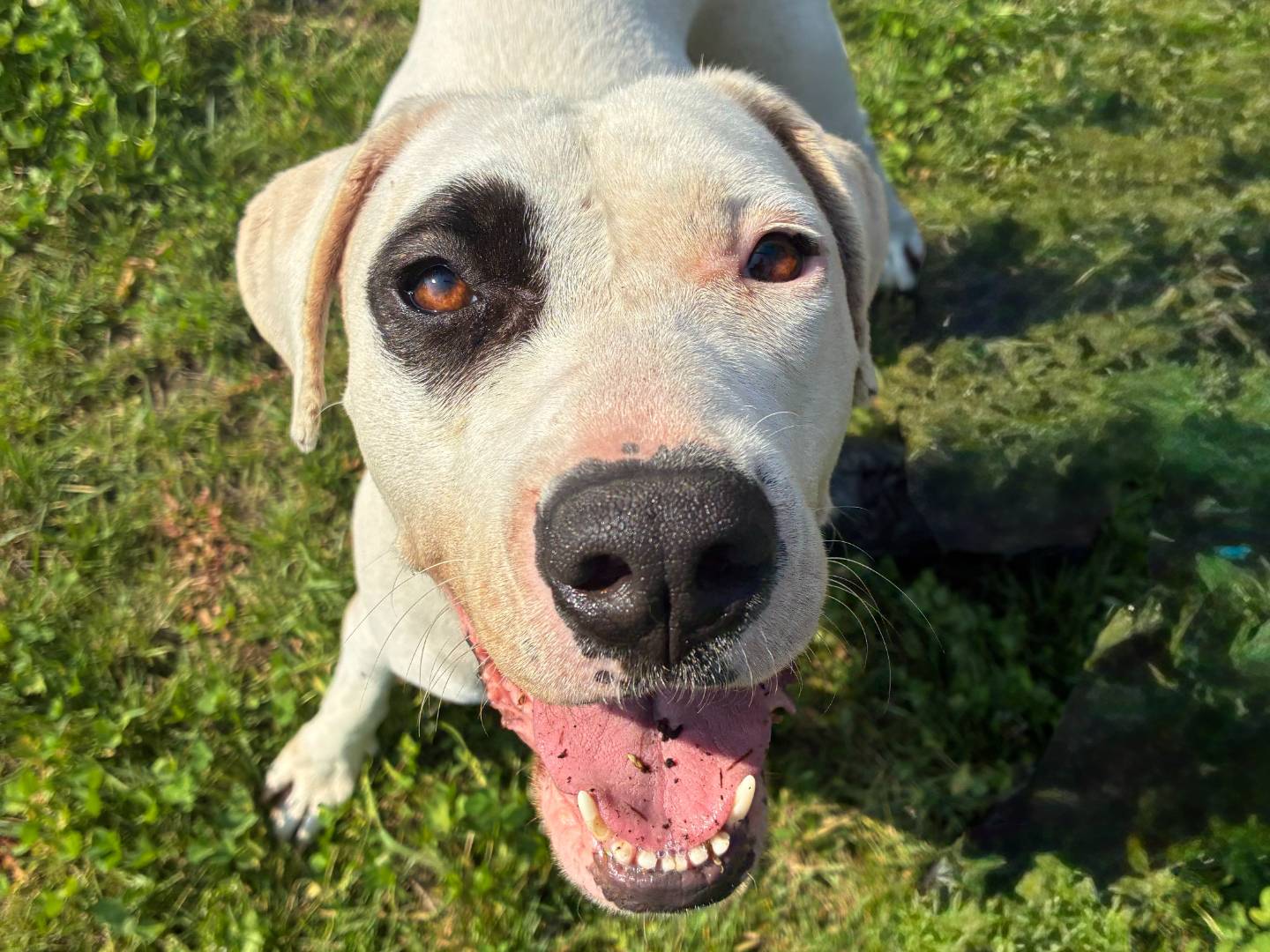 Adozione cane, femmina, Pitbull Razza sconosciuta, 5 anni e 1 mese, taglia grande, Milano