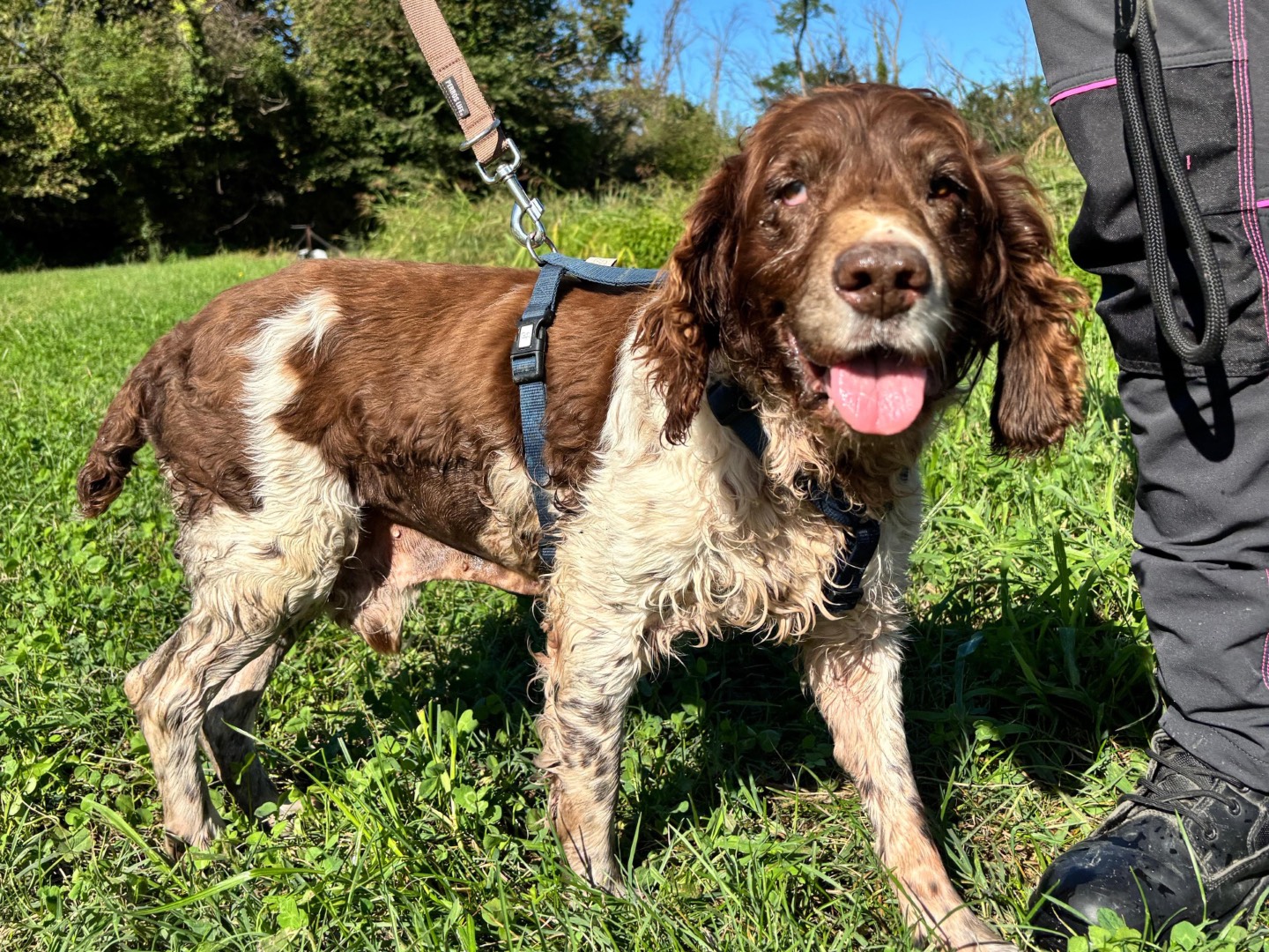 Adotta un cane, maschio, 13 anni e 9 mesi, Milano