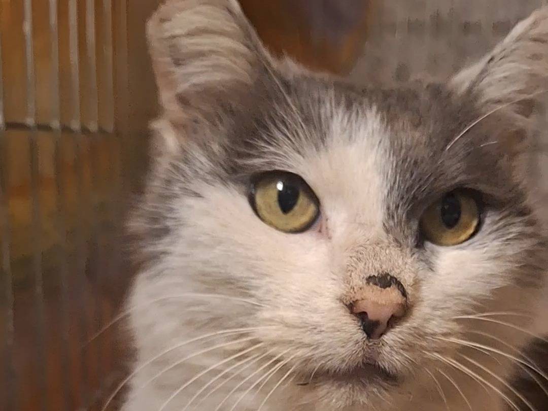 Adotta un gatto, femmina, 11 anni, Potenza