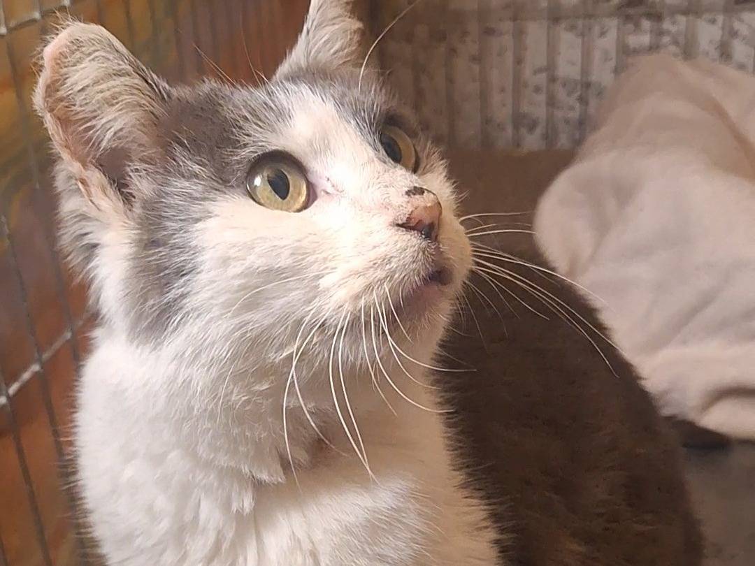 Adotta il gatto Sonia a Potenza