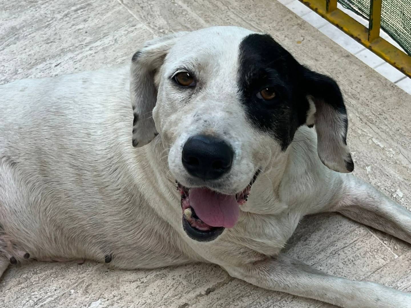 Adotta un cane, taglia media, femmina, Messina