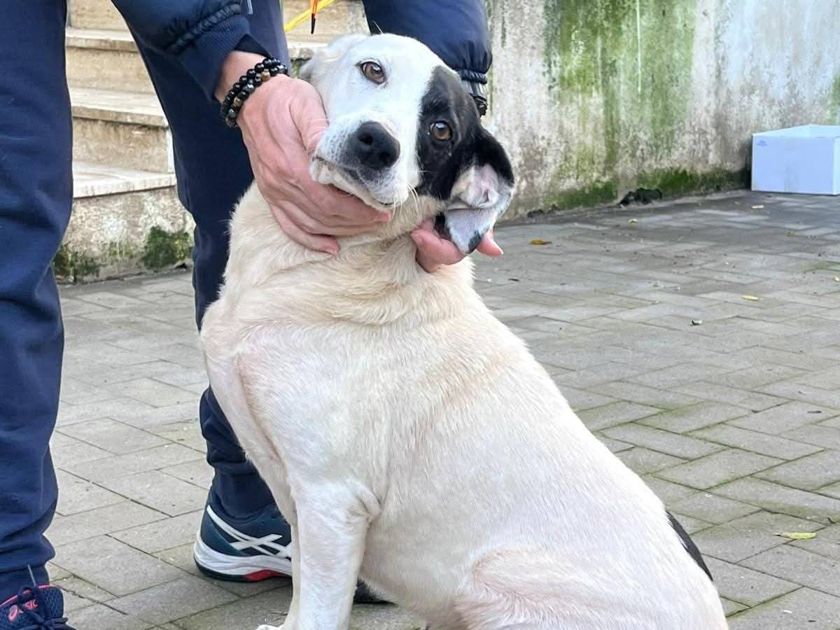 Adotta il cane Macchia  a Messina