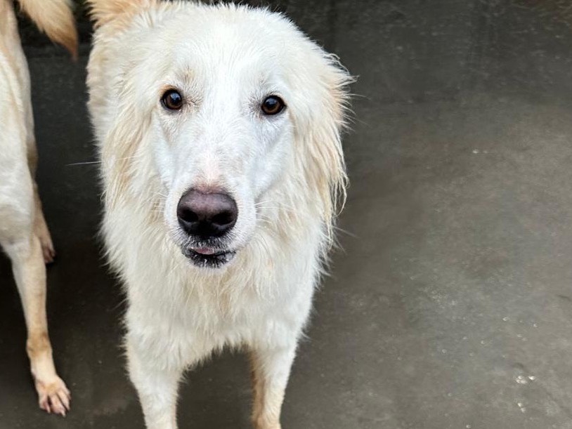 Adotta un cane, maschio, 1 anno e 11 mesi, Latina