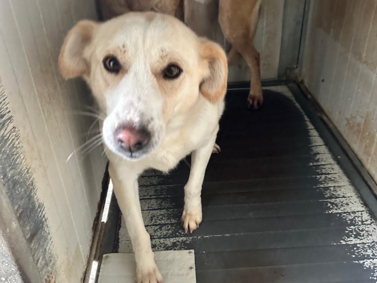 Adozione cane, femmina, Razza sconosciuta Razza sconosciuta, 2 anni e 11 mesi, taglia media contenuta, Latina