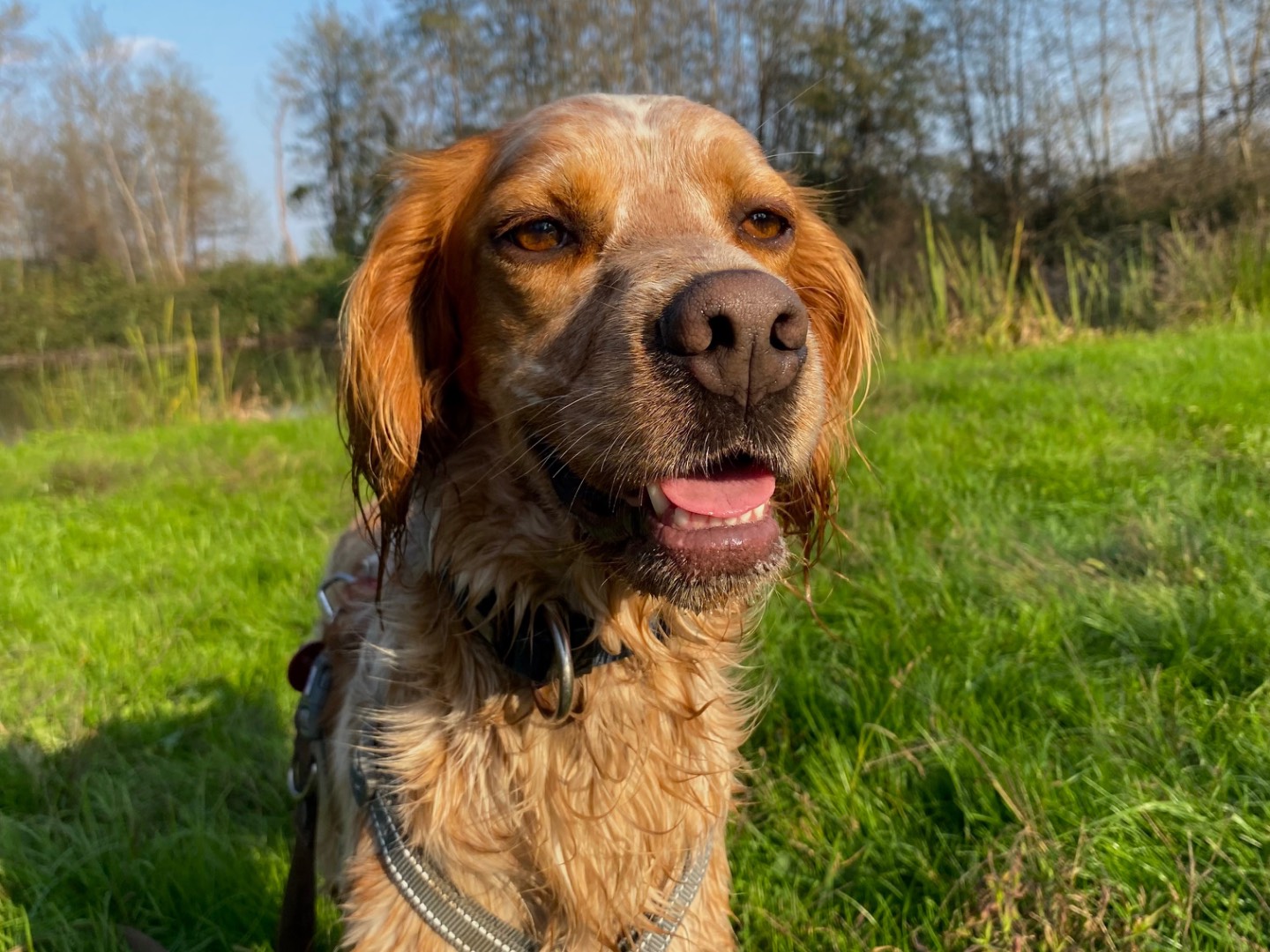 Adozione cane, maschio, Setter Inglese Razza sconosciuta, 3 anni e 6 mesi, taglia media, Milano