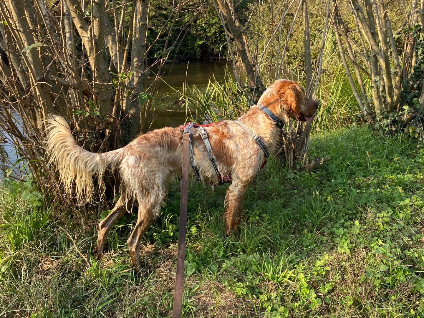 Adotta un cane, maschio, 3 anni e 6 mesi, Milano