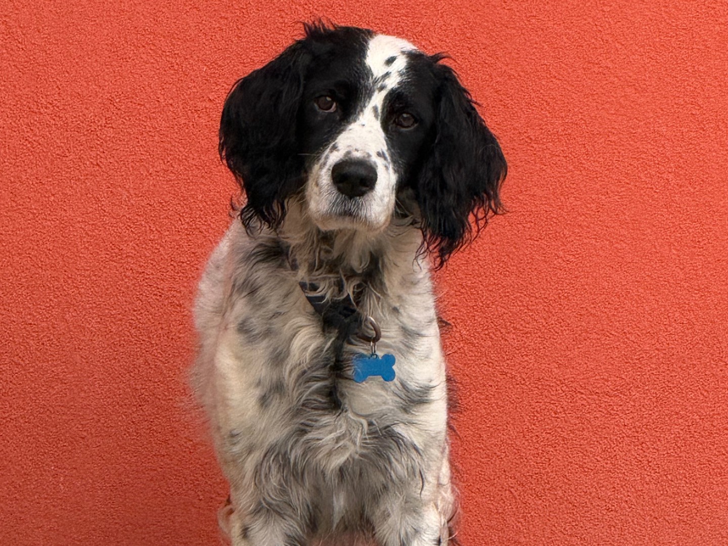 Adozione cane, maschio, Setter Inglese Razza sconosciuta, 8 anni e 10 mesi, taglia media, Milano