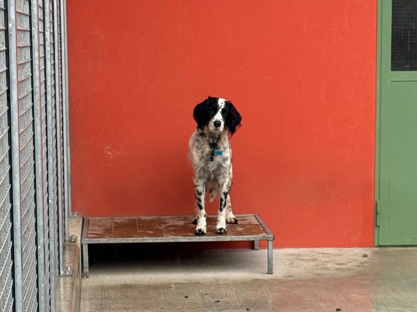 Adotta un cane, maschio, 8 anni e 10 mesi, Milano