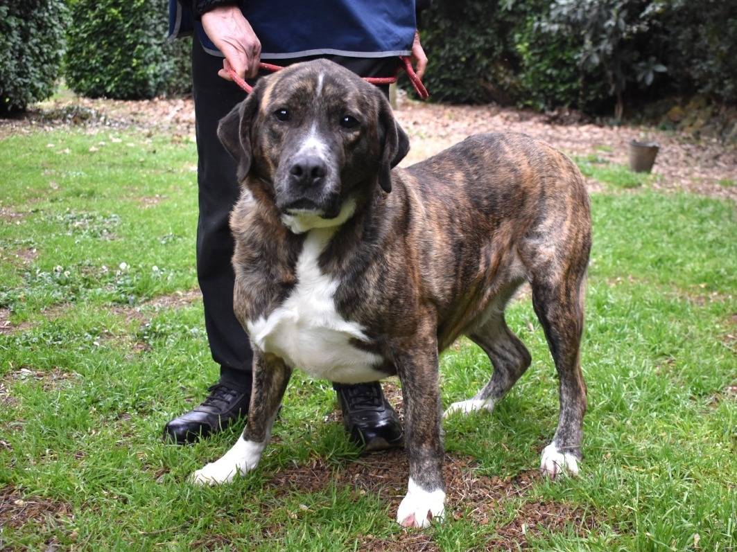 Vuoi adottare un cane a Roma?