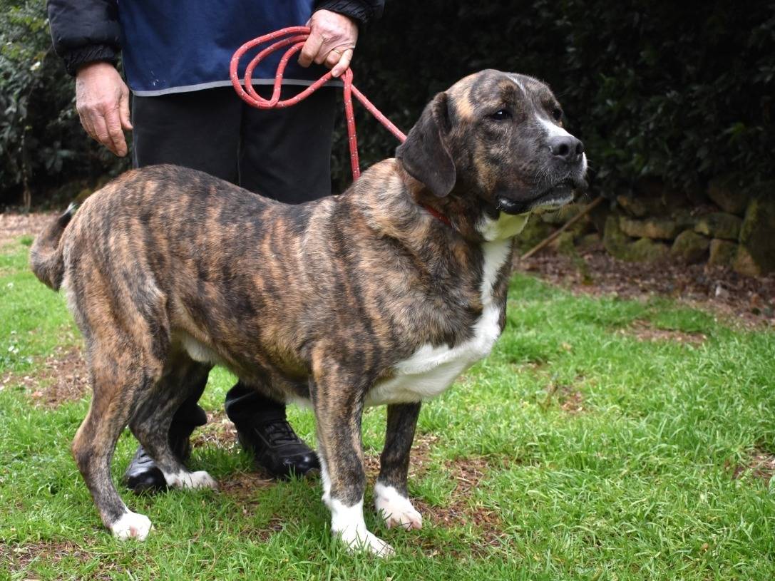 Adotta il cane Firmino a Roma