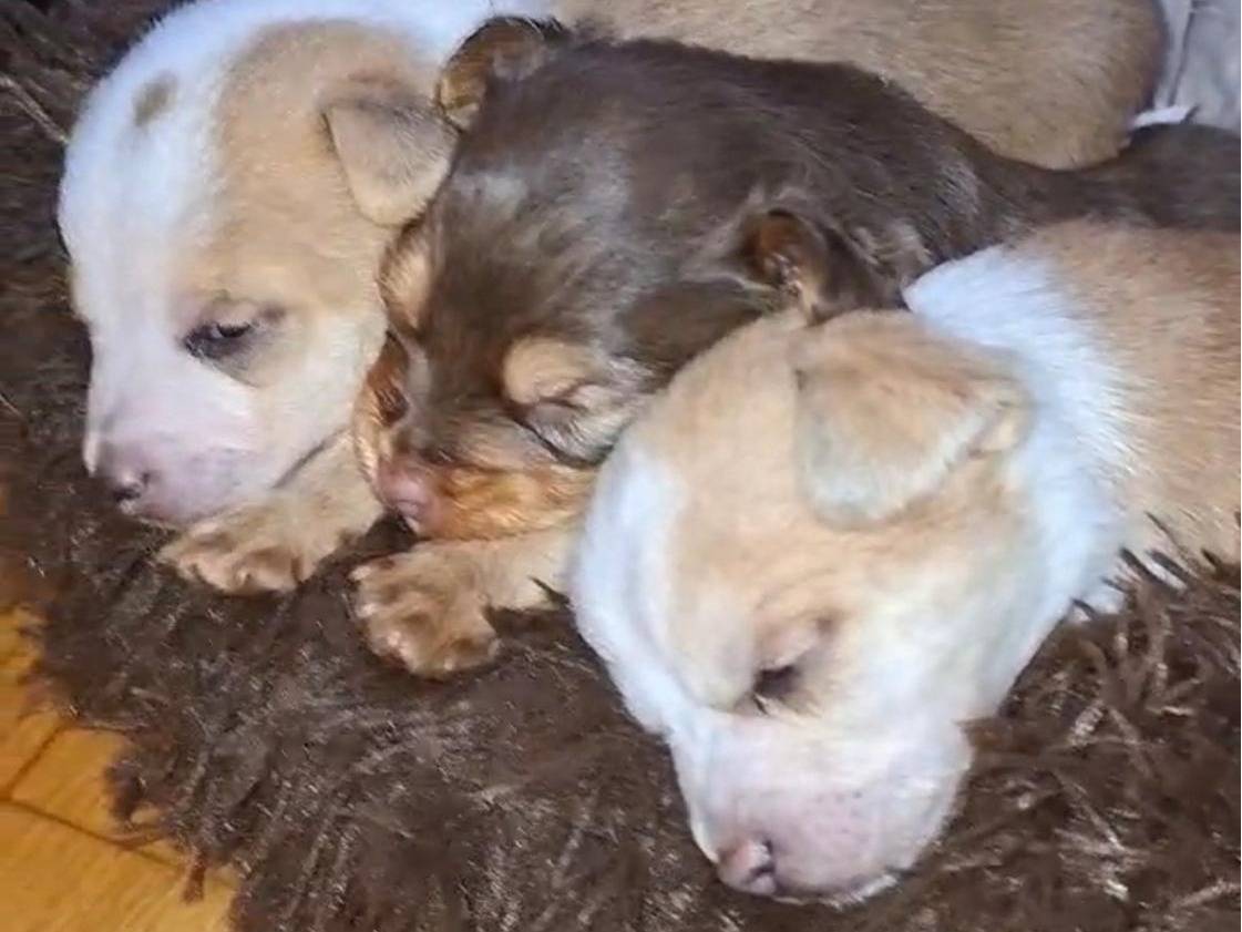 Vuoi adottare un cane a Chieti?