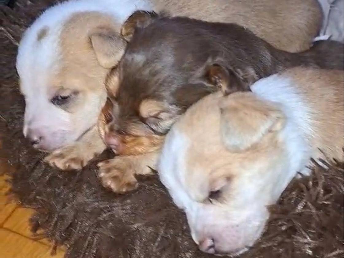 Vuoi adottare un cane a Chieti?