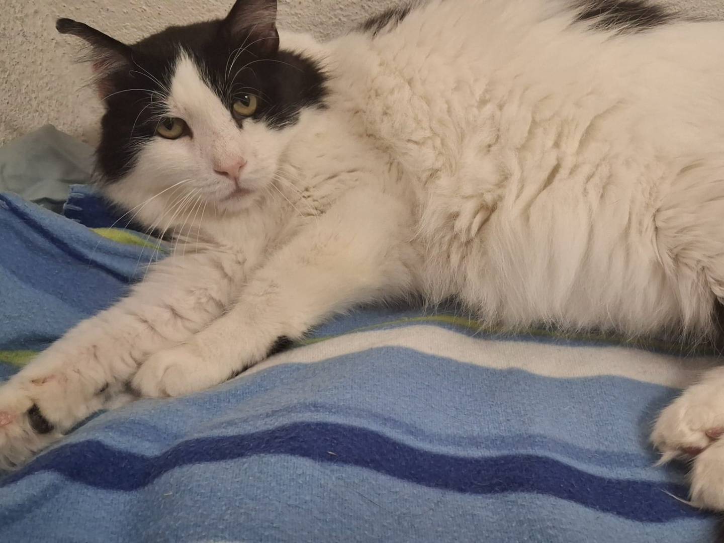 Adotta un gatto, maschio, 6 anni, Torino