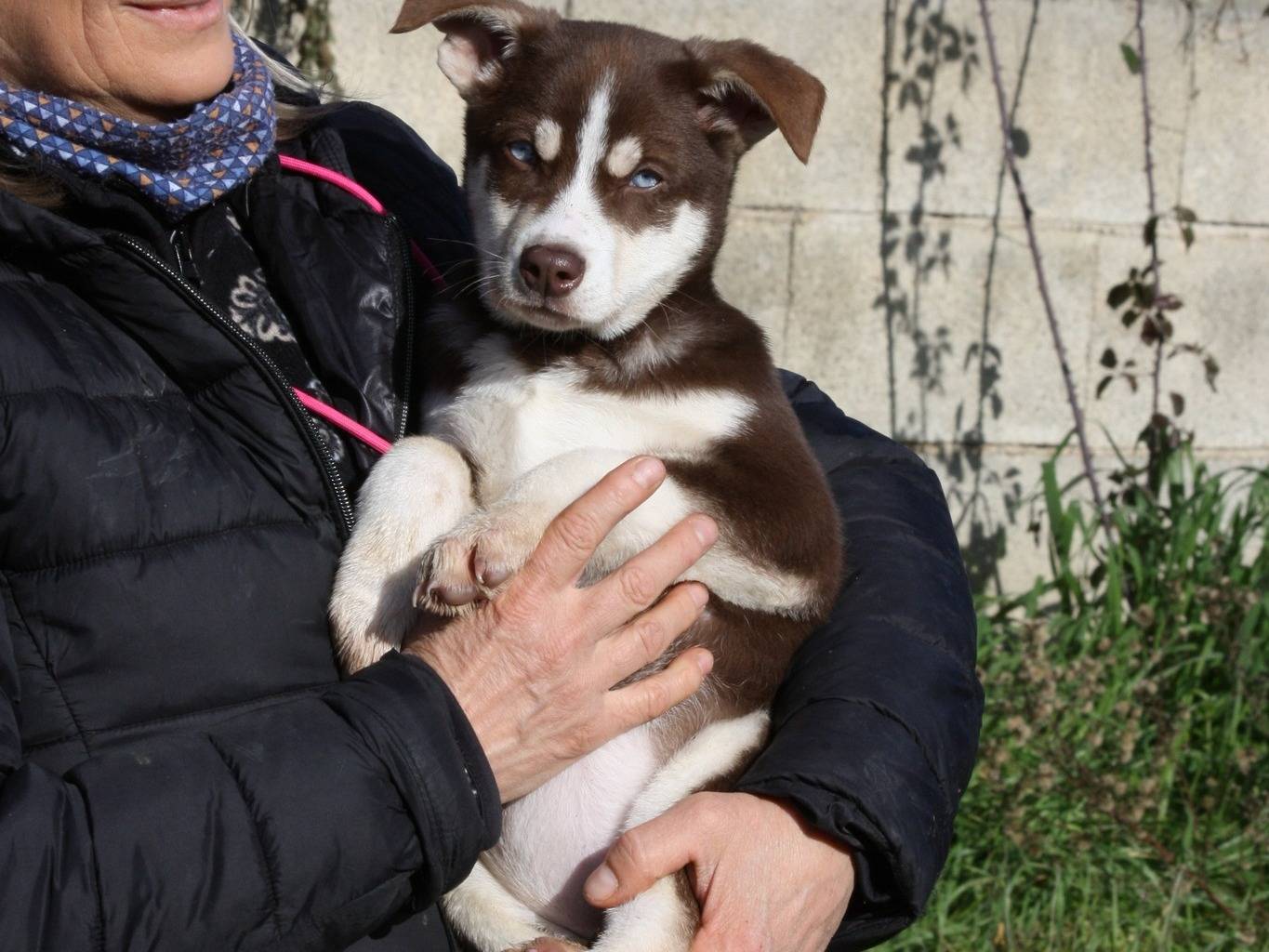 Adozione cane, femmina, Siberian Husky Razza sconosciuta, 4 mesi, taglia media, Bologna