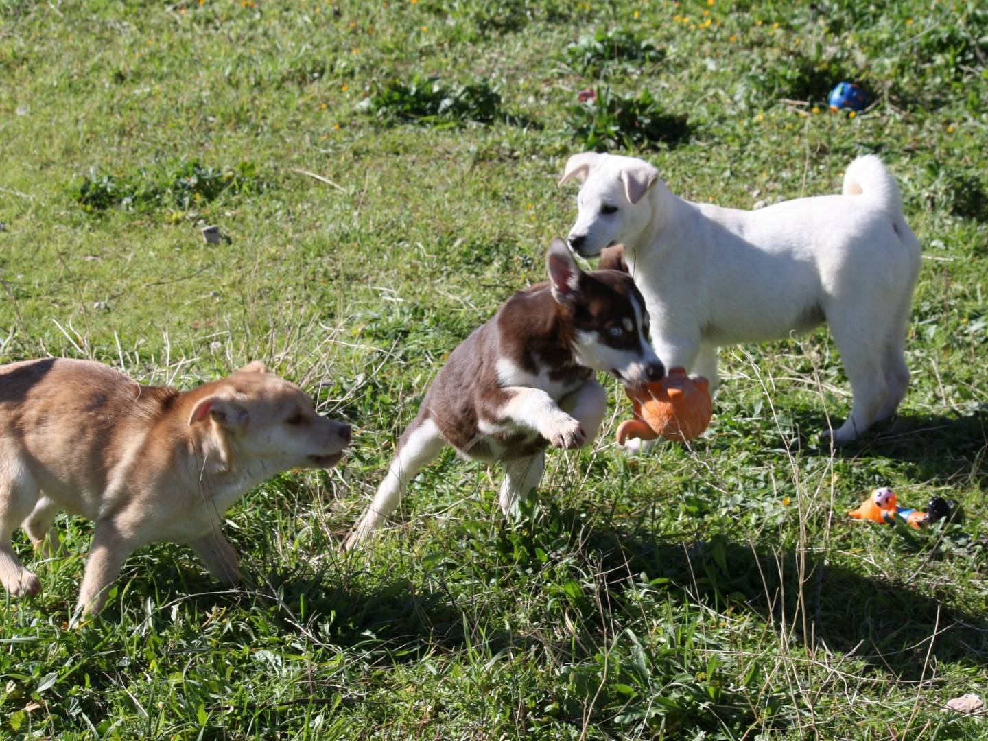 Adotta un cane, taglia media, femmina, Bologna