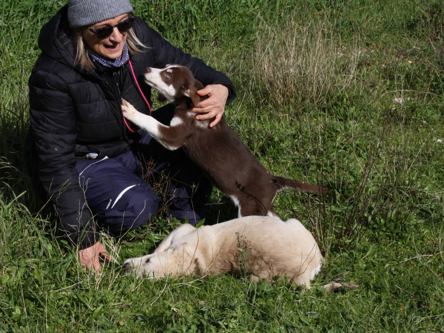 Adotta il cane Alice a Bologna