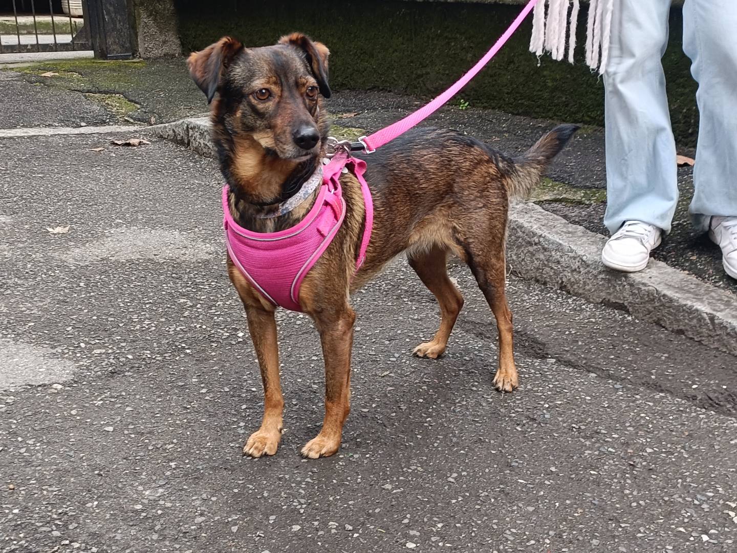 Adotta un cane, femmina, 5 anni e 1 mese, Milano