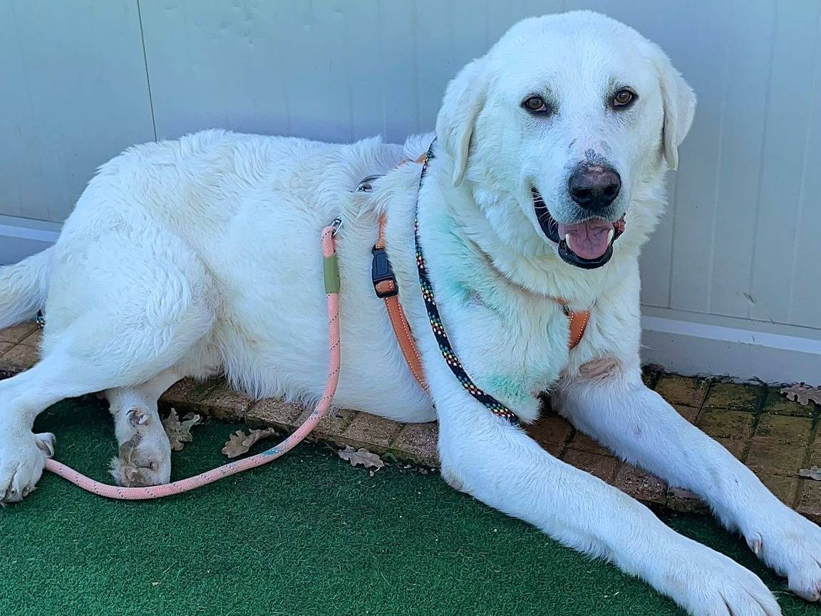 Adozione cane, maschio, Razza sconosciuta Razza sconosciuta, 1 anno e 10 mesi, taglia grande, Cosenza