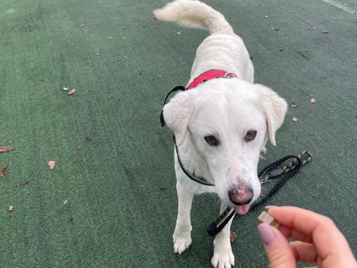 Adotta un cane, taglia grande, maschio, Cosenza