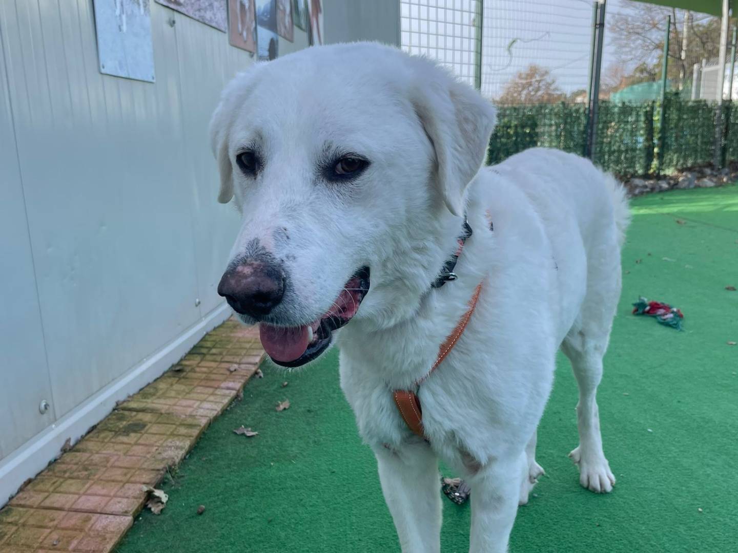 Vuoi adottare un cane a Cosenza?